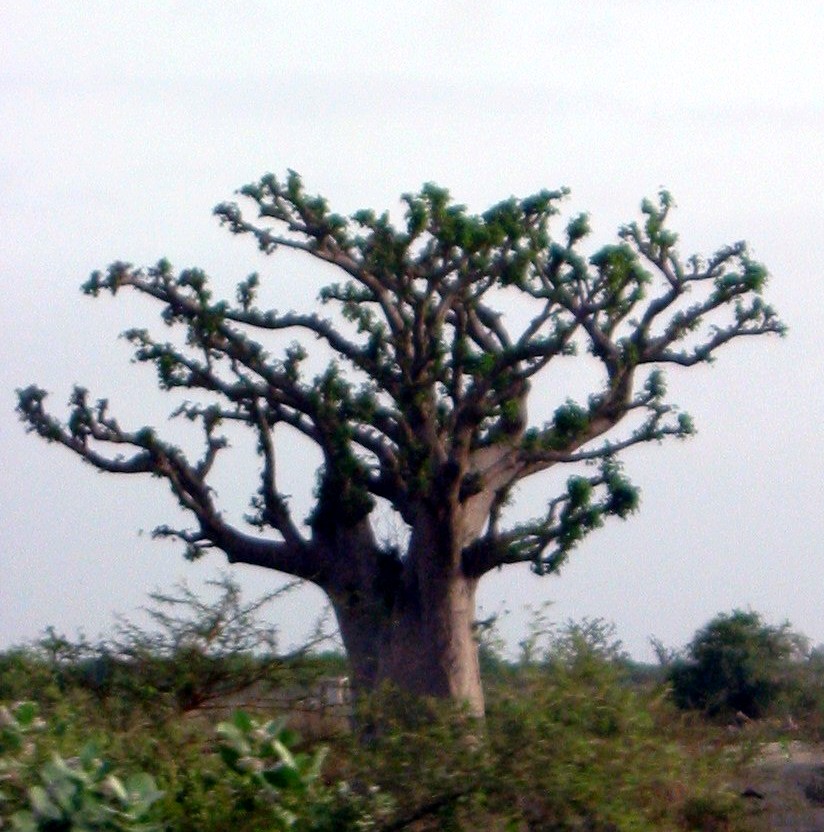 Baobab Tree